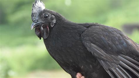 kadaknath chicken: MP चुनाव में कड़कनाथ मुर्गे की होगी भारी डिमांड ...