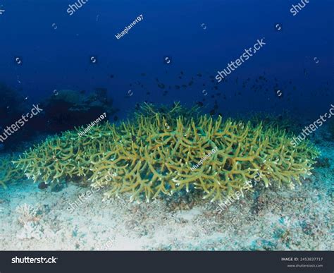 Branching Staghorn Coral Acropora Cervicornis Hermatypic Stock Photo 2453837717 | Shutterstock