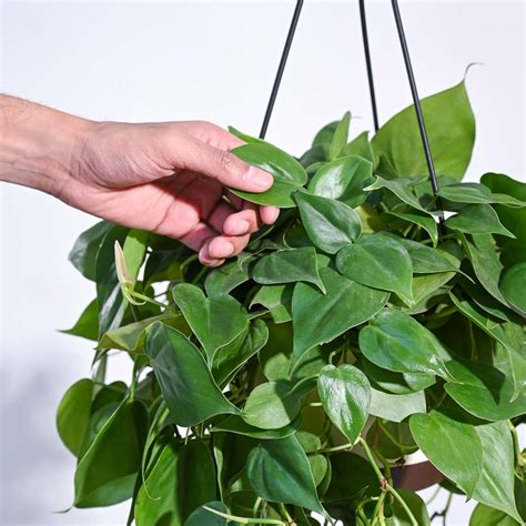 Buy Heartleaf Philodendron hanging plant online | Safe Home Delivery ...