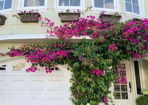Bougainvillea Trellis Wall
