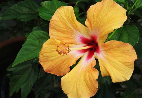 Free photo: Hibiscus Flower - Coloured, Flower, Hibiscus - Free ...