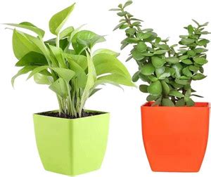 YourPlant Money Plant, Jade Plant Price in India - Buy YourPlant Money ...