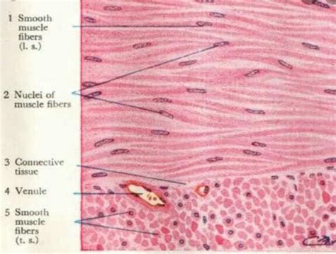 Draw the histological structure of smooth muscle - Brainly.in