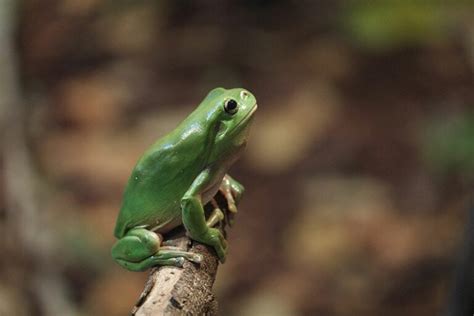 Image result for Types of Tree Frogs