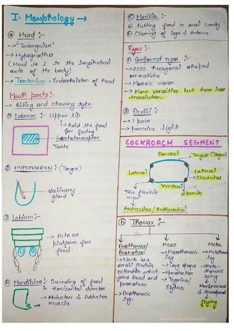 Image result for Cockroach Chapter Video Struture