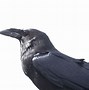 crows 的图像结果