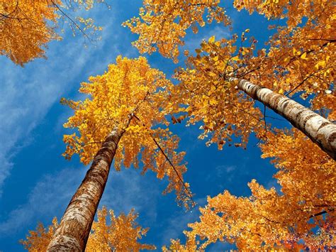 壁纸1024×768秋天壁纸合集 秋天的树林 秋天景色壁纸壁纸,经典秋天景色壁纸壁纸图片-风景壁纸-风景图片素材-桌面壁纸