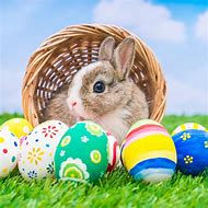 Image result for Easter Bunny Sidd