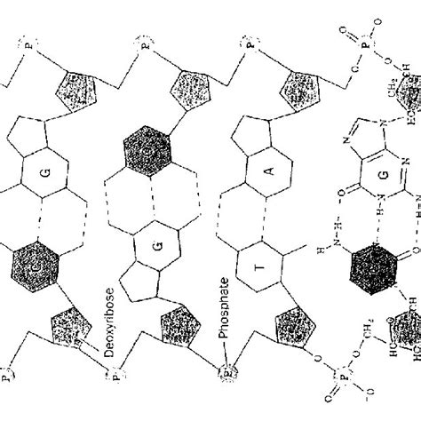 Image result for DNA Basics Explained