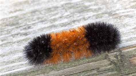 How Did A Woolly Bear Caterpillar Become A Weather Forecaster ...