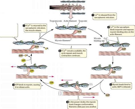 Muscle Contraction Process 的图像结果