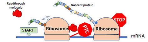 Image result for Stop Codons Nonsense Mutations