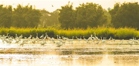 Sunset 的图像结果