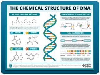 Image result for What Is DNA Polymorphism