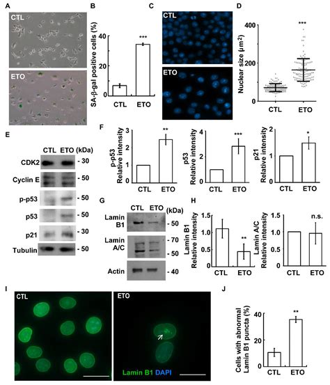 Etoposide Triggers Cellular Senescence by Inducing Multiple Centrosomes ...
