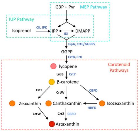Production of Astaxanthin Using CBFD1/HFBD1 from Adonis aestivalis and ...