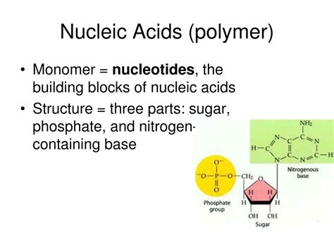 PPT - Unraveling DNA: Structure, Function, and Genetic Material ...