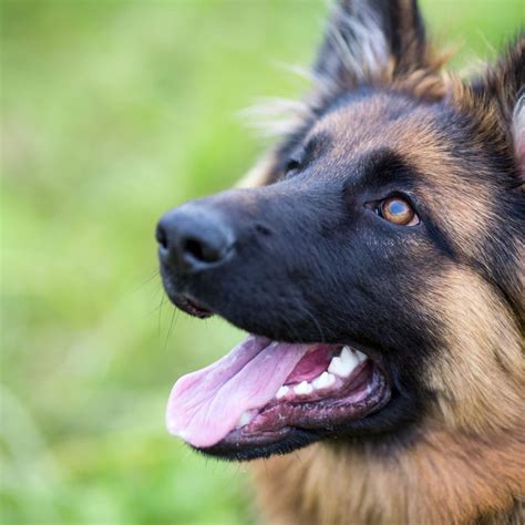 Berger Allemand 的图像结果