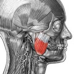 Image result for Masseter Muscle Trigger Point