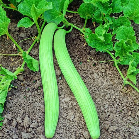 Kakri Vegetable Seeds (Pack of 20 Seeds) : Amazon.in: Garden & Outdoors