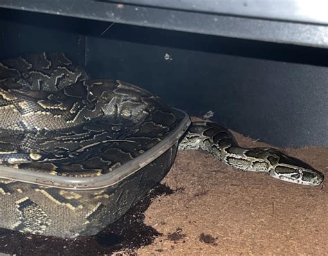 Image result for Big Python's