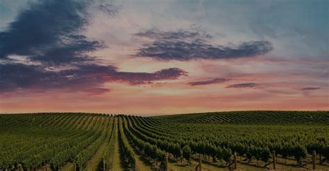 Winery – DelMonaco Winery