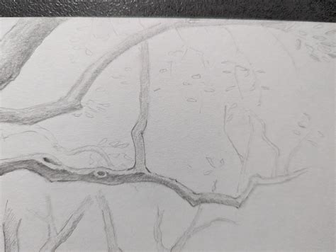 Image result for Graphite Pencil Drawing Tree