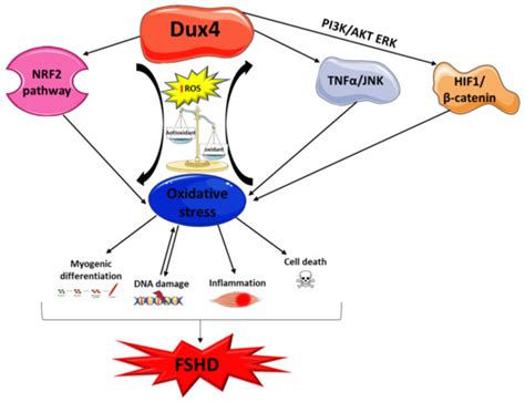 Cells | Special Issue : The Role of Skeletal Muscle in Neuromuscular ...