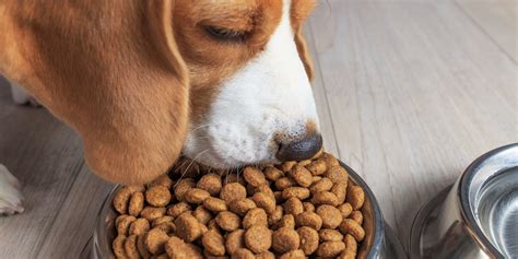 What Is A Good Dog Food For Gassy Dogs