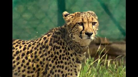 PM Modi releases Namibian cheetahs at Madhya Pradesh’s Kuno National Park