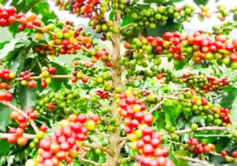 Suggi Nature Resort Coorg - Resorts Coorg