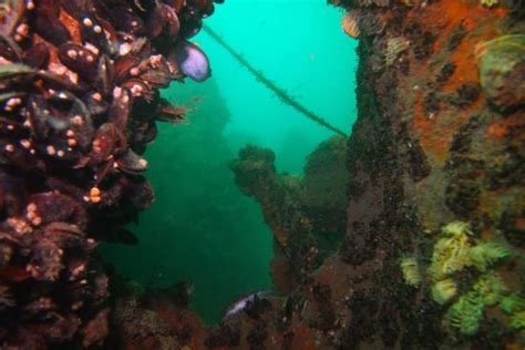 Baracuda Dive Centre (Varna) - 2022 What to Know Before You Go (with ...