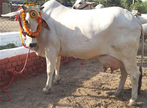 हरियाणा की देसी नस्ल की गाय ने इतने लीटर दूध देकर बनाया राष्ट्रीय ...