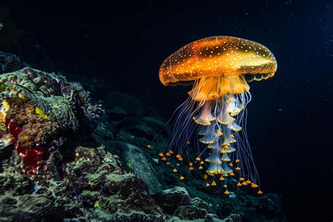 Deep Sea Jellyfish Glowing in the Dark Depths Nature Background ...