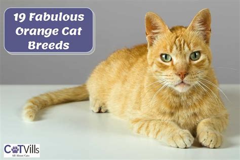 How To Say Orange Cat In Spanish at Dustin Richards blog