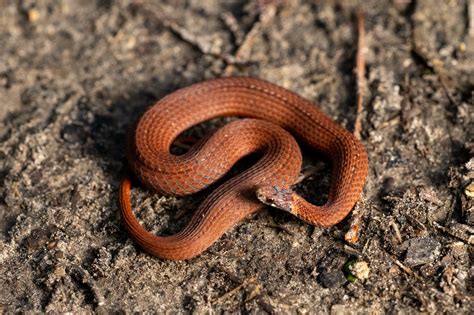 red-bellied snake | South Carolina Partners in Amphibian and Reptile ...