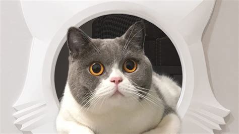 Image result for Power Apps YAML Code