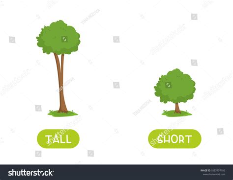 Tall And Short Clipart