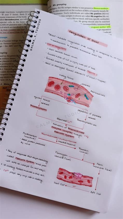 Coagulation of blood -Body fluids and circulation-Class 11 NCERT notes ...