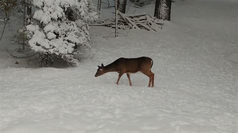 Maine Deer Hunting Doe Permits at Byron Wells blog
