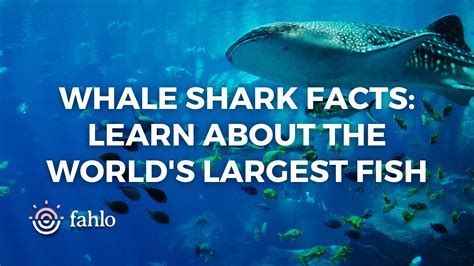 10 Whale Shark Facts: Learn About The World's Largest Fish | Fahlo