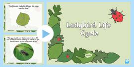 Life Cycle of a Ladybird | Worksheet | Twinkl (teacher made)