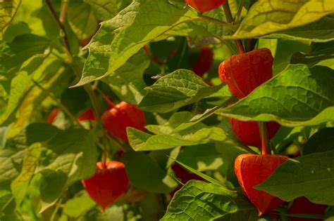 Physalis Peruviana 'Cape Gooseberry' Care | Horticulture