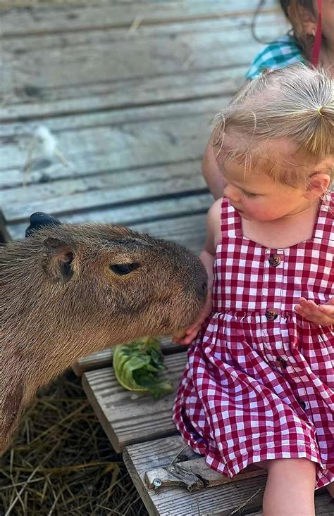 9th Annual Infinity Spring Carnival , 136 Joppa rd, Ridgeway, 1 June ...