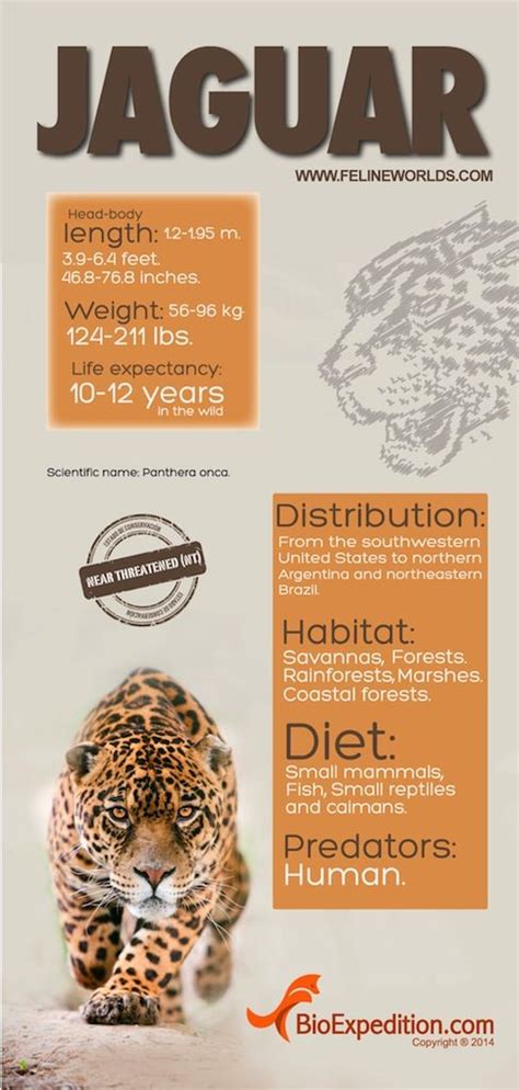 jaguar infographic | Jaguar facts for kids, Jaguar animal facts, Jaguar ...