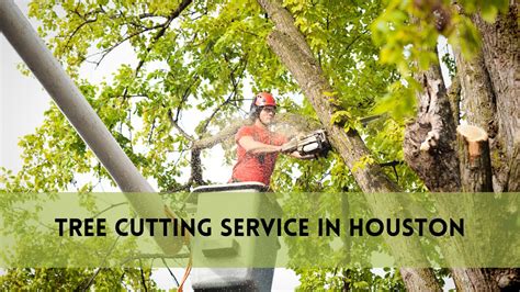 Image result for Houston TX Tree Service