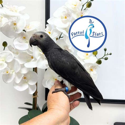 Baby Timneh African Grey Available at Parrot Stars!