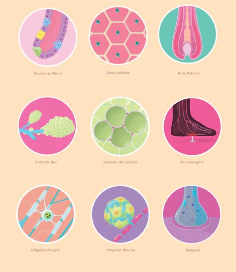 Image result for Crash Course Anatomy