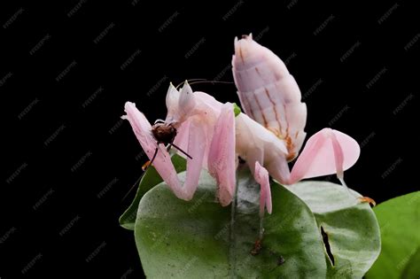 Premium Photo | Beautiful pink orchid mantis on flower with isolated ...