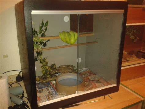 Image result for Biak Green Tree Python